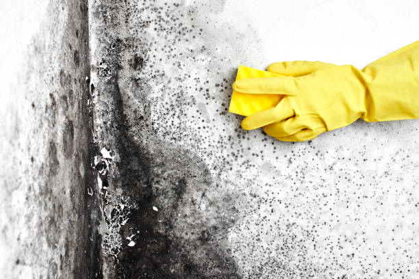 Best Residential Mold Removal  in Fannett, TX