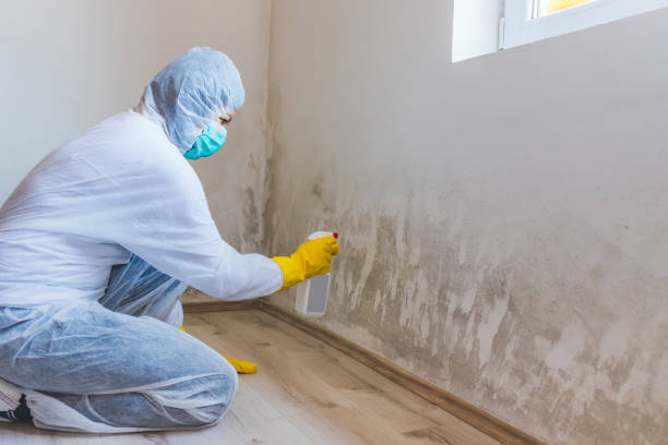 Best Mold Damage Repair  in Fannett, TX