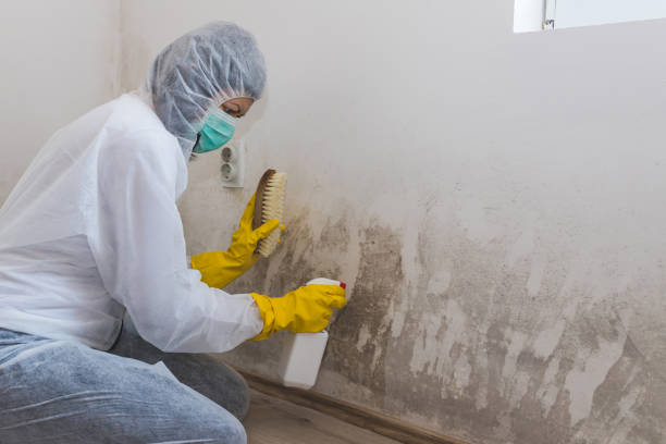 Best Mold Remediation  in Fannett, TX
