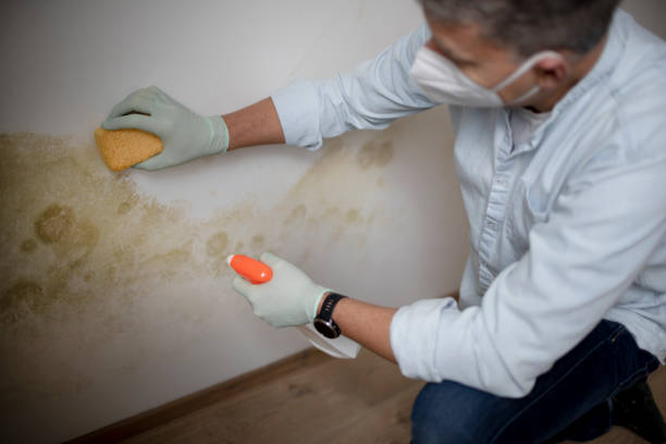 Best Office Mold Removal Services  in Fannett, TX