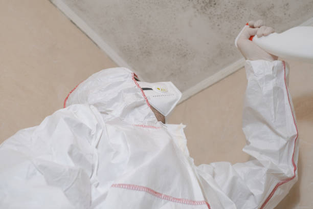 Best Mold Remediation Experts  in Fannett, TX
