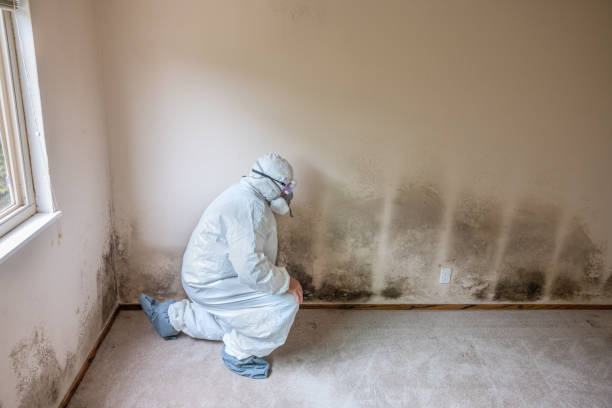 Best Best Mold Removal Companies  in Fannett, TX