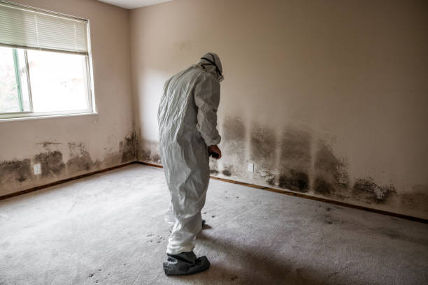 Mold Testing and Removal in Fannett, TX