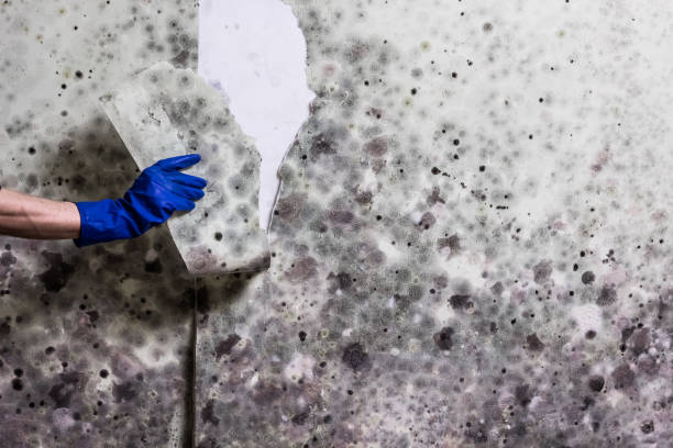 Best Mold Testing  in Fannett, TX