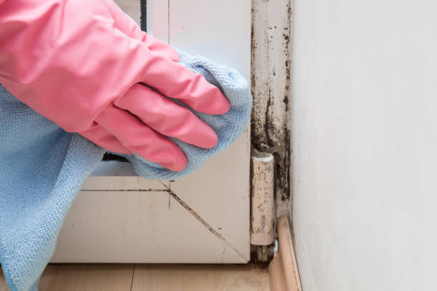 Best Fast Mold Removal  in Fannett, TX