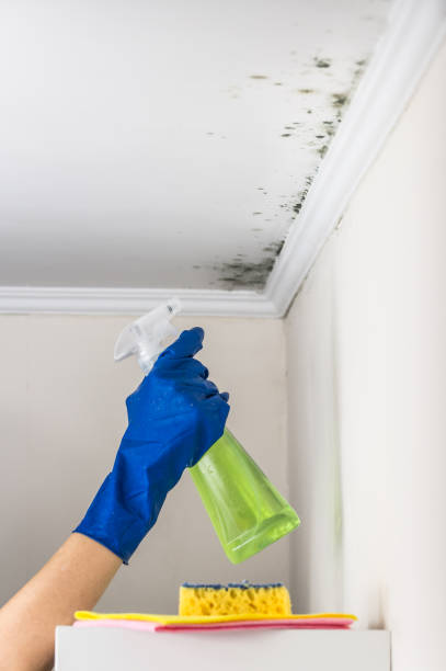 Best Water Damage Restoration  in Fannett, TX
