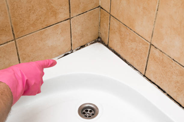 Best Commercial Mold Removal  in Fannett, TX