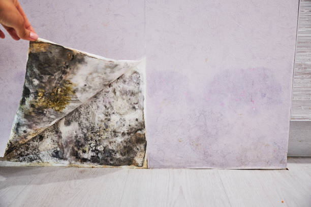 Best Mold Remediation  in Fannett, TX